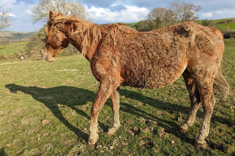 Firstly they saw the chestnut mare who was in the top field and was lame on the front leg.