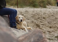 Pembrokeshire Council issues further dog 'beach ban' warning