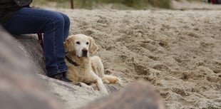 Pembrokeshire Council issues further dog 'beach ban' warning