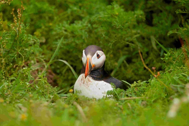 Puffin