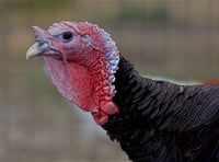 Pembroke Turkey shed refused