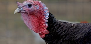 Pembroke Turkey shed refused