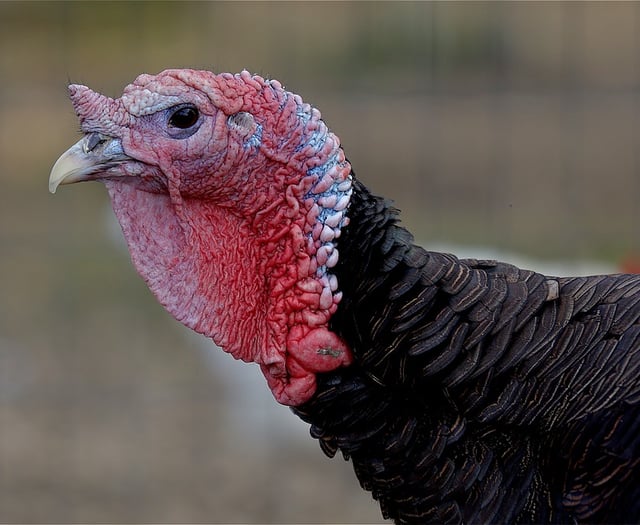 Pembroke Turkey shed refused