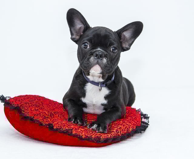 Retrospective plans for dog daycare centre in Pembrokeshire backed