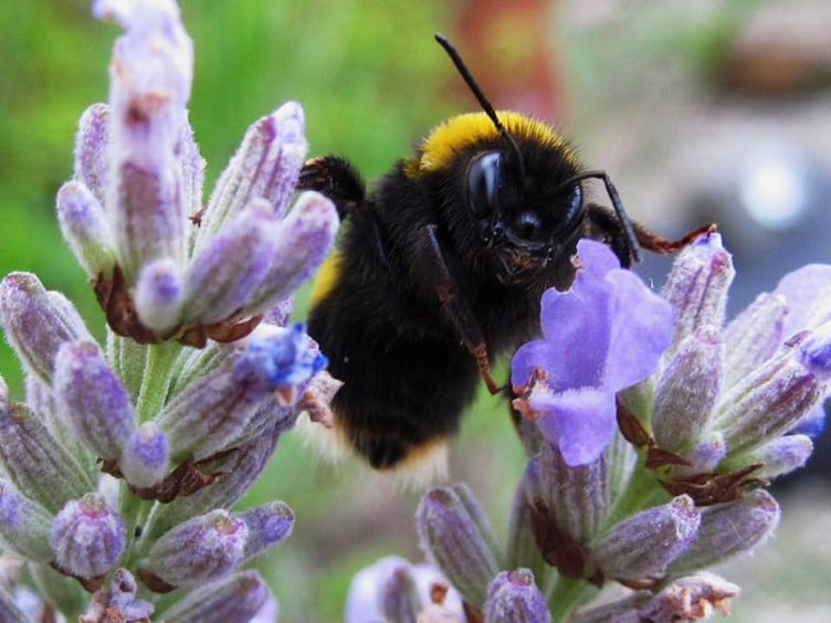Ruth Ashworth - Bee on lavender