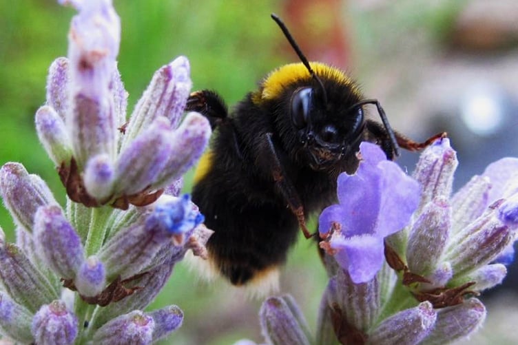 Ruth Ashworth - Bee on lavender