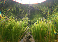 From Roots to Recovery: Welsh Capital to host UK Seagrass symposium