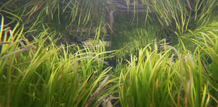 Dale Beach Seagrass Celebration, June 13
