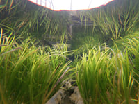 Dale Beach Seagrass Celebration, June 13