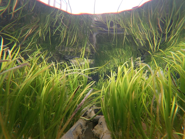 Seagrass growing in the Project Seagrass nursery, Laugharne