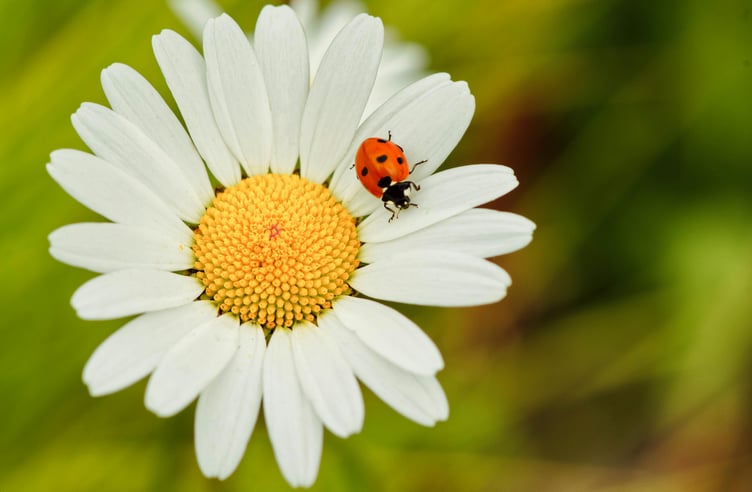 Ladybird on flower
