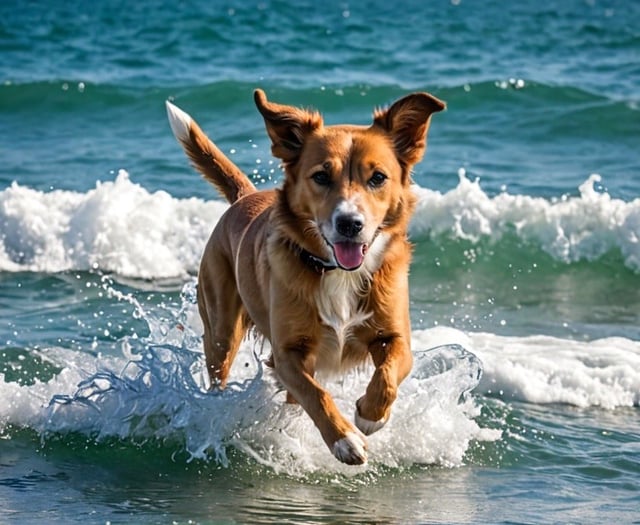 Council confirms ban on pooches for Tenby’s flagship sporting swims!