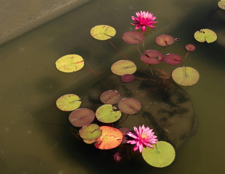 Water garden - pond plant