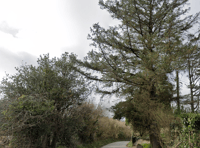 Alterations to narrow Pembrokeshire road would not be ‘policeable’