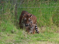 Manor Wildlife Park celebrates historic birth of Sumatran Tiger Cub