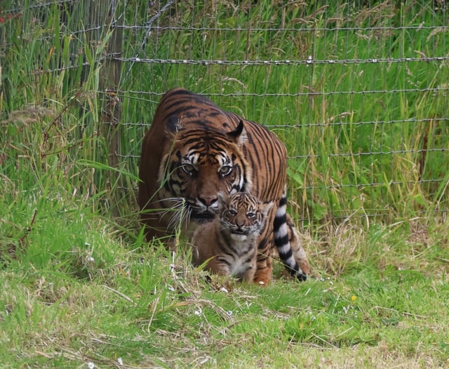 Manor Wildlife Park celebrates historic birth of Sumatran Tiger Cub