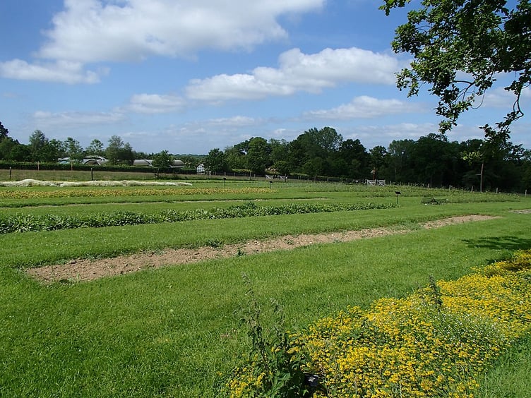 Production beds of the UK Native Seed Hub, Royal Botanic Gardens, Kew