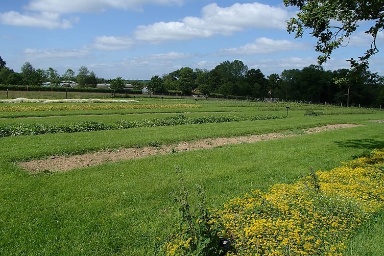 Production beds of the UK Native Seed Hub, Royal Botanic Gardens, Kew
