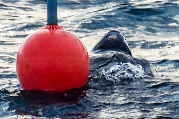 This 1.5m leatherback turtle towed one of the club’s racing marks out to sea complete with anchor and chain.