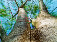 ‘Tree preservation orders’ for Saundersfoot discussed