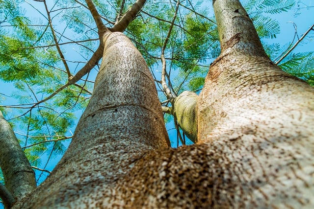 ‘Tree preservation orders’ for Saundersfoot discussed