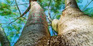 ‘Tree preservation orders’ for Saundersfoot discussed