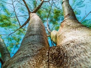 ‘Tree preservation orders’ for Saundersfoot discussed
