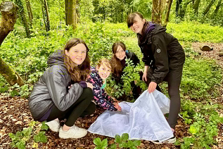 St Teilo’s School Tenby pupils Bug hunts in the woods