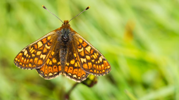 Marsh Fritillary