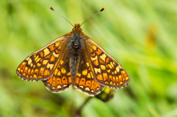 Marsh Fritillary
