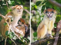 New Patas Plains monkey enclosure opens at Folly Farm