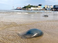 Biologist explains why our waters have more jellyfish than ever!