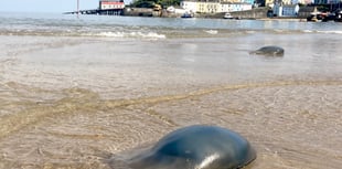 Biologist explains why our waters have more jellyfish than ever!