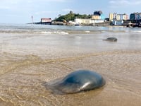 Biologist explains why our waters have more jellyfish than ever!