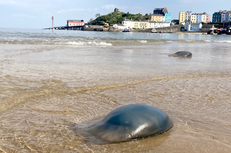 Tenby jellyfish