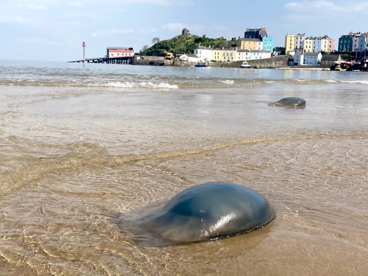 Tenby jellyfish