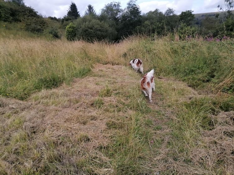 Gelliwerdd park, Glanaman