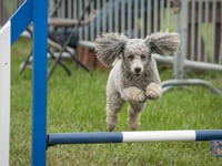 Sponsorship helps make County Show extra special