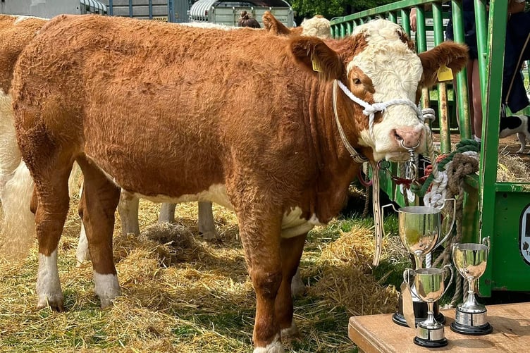 Prize winning livestock at Pembroke Town & Country Show, Lamphey