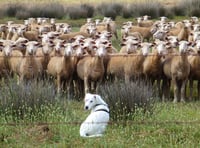 Escalating problem of sheep worrying by dogs highlighted