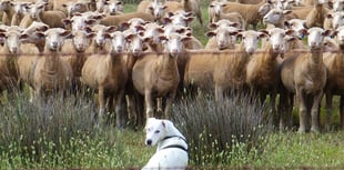 Escalating problem of sheep worrying by dogs highlighted
