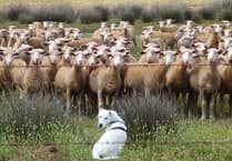 Escalating problem of sheep worrying by dogs highlighted