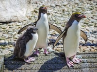 WATCH: Folly Farm welcomes its first ever Macaroni penguin chick!