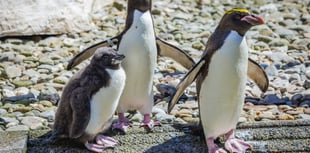 WATCH: Folly Farm welcomes its first ever Macaroni penguin chick!