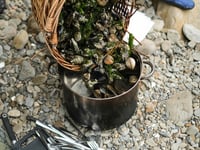 Coastal foraging talk with Craig Evans
