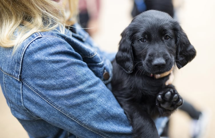 Be Puppywise.