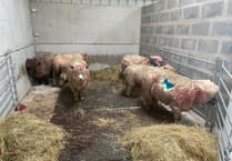 EDITORIAL: We need a stronger law on livestock worrying