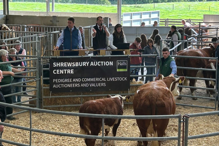 Halls auctioneer Jonny Dymond selling a cow and calf during the dispersal sale of the Hean Herd of Polled Hereford cattle on Saturday.