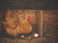 New regulations for bird keepers to register flocks