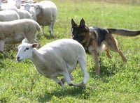 Tough new livestock worry law is welcome indeed